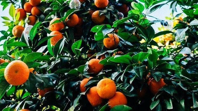 citricos-pre-cooling|luis-planas-Stella-Kyriakides-bruselas|naranja-sudafrica|falsa-polilla-daño-citricos